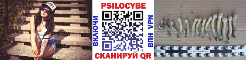 Псилоцибиновые грибы Psilocybine cubensis  Мглин 